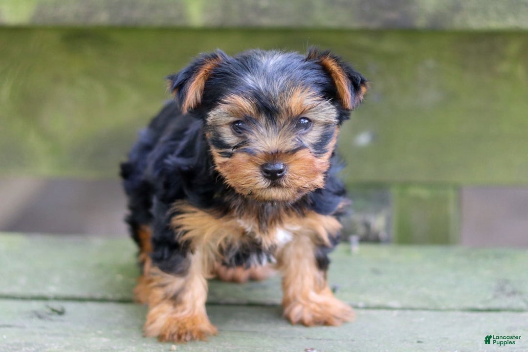 Yorkshire Terrier dogs for sale: Jana - Image 3
