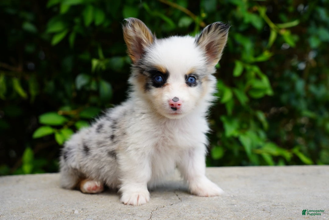 American Corgi dogs for sale: Sterling - Image 3