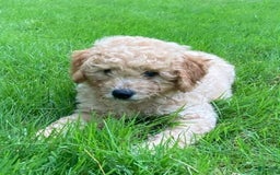 Labradoodle dogs for sale: Douglas - Image 2