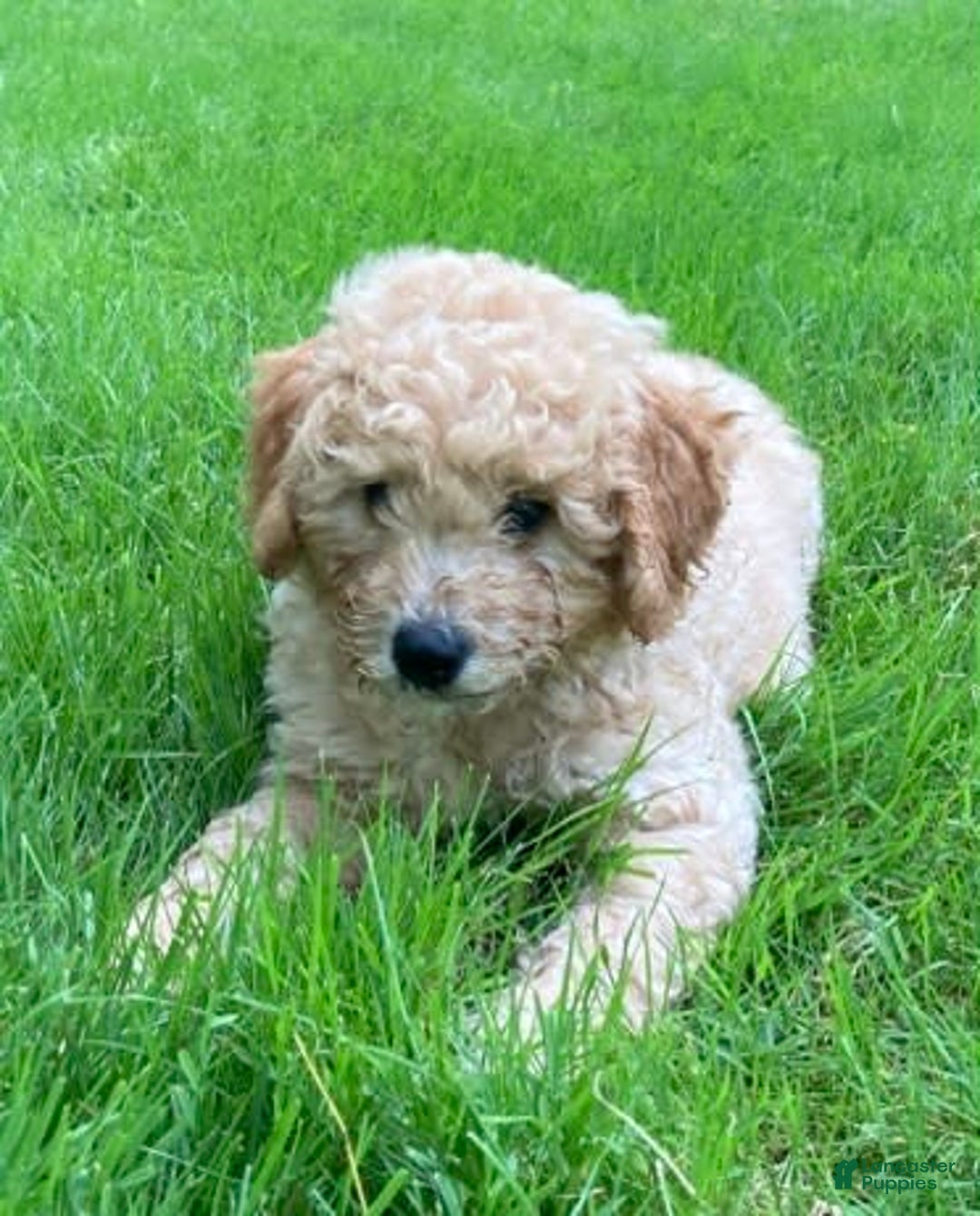 Labradoodle dogs for sale: Douglas - Image 2