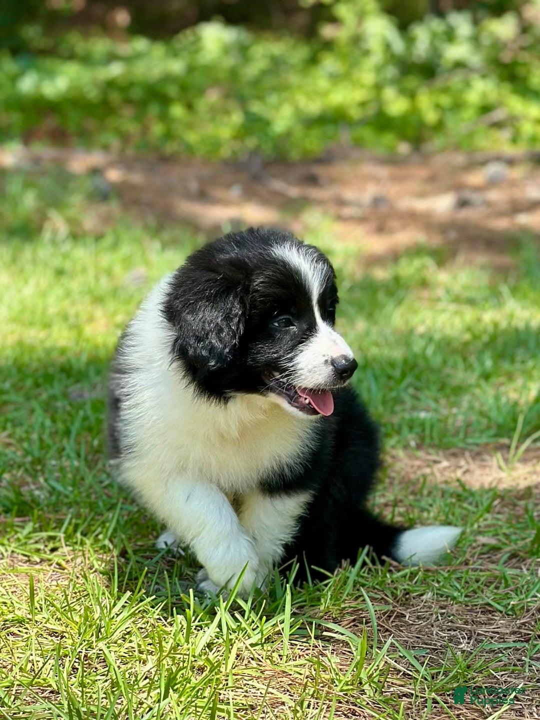 Border Collie dogs for sale: Im Your Huckleberry - Image 2