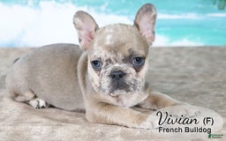 French Bulldog dogs for sale: Vivian - Image 3