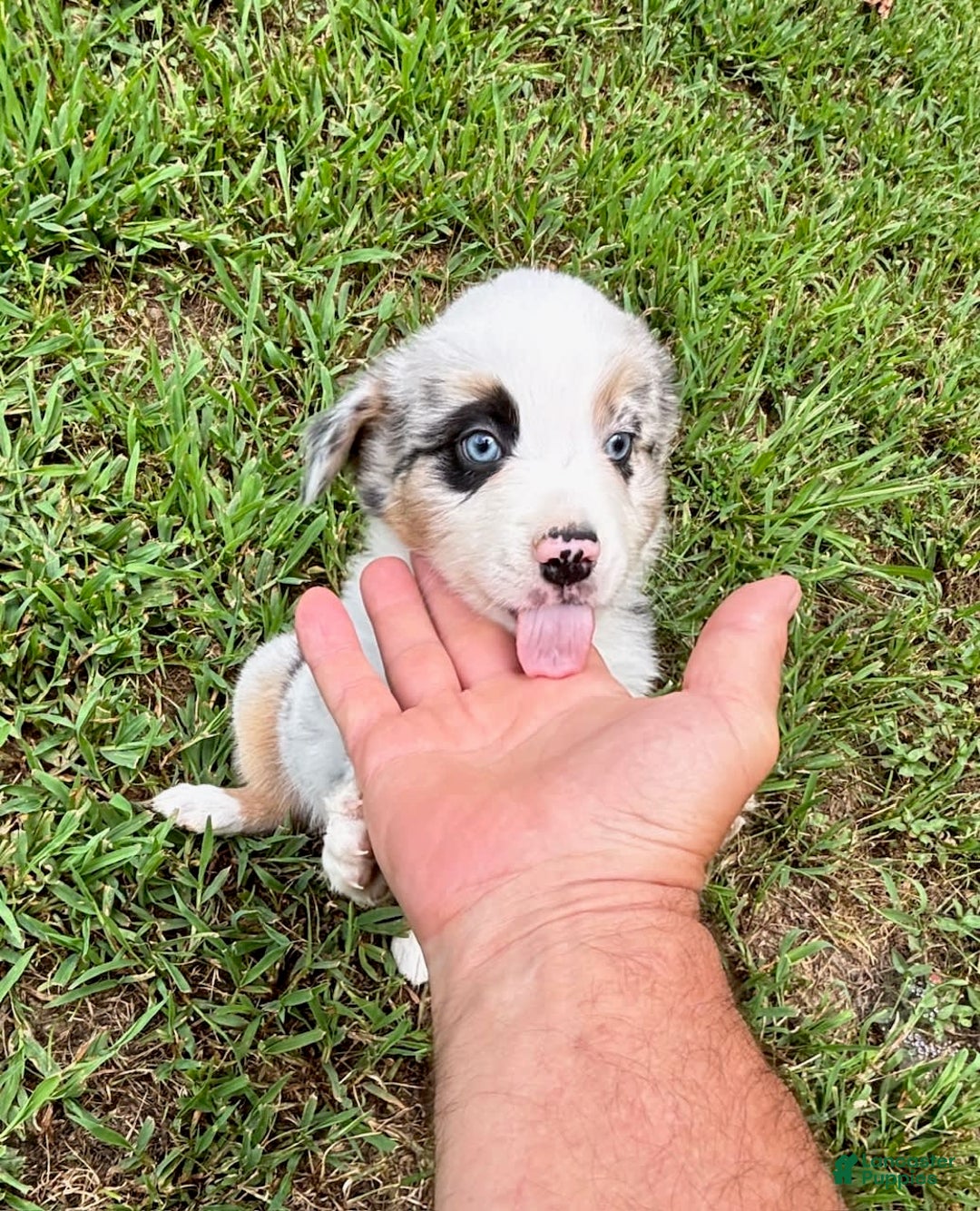 Australian Shepherd dogs for sale: Buster - Image 5