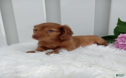 Dachshund dogs for sale: Benson - Image 2