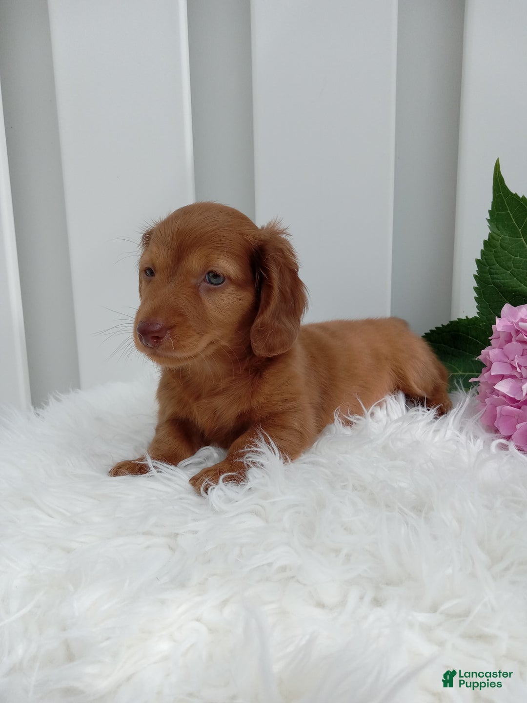 Dachshund dogs for sale: Benson - Image 2