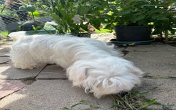 Morkie dogs for sale: Leo - Image 14