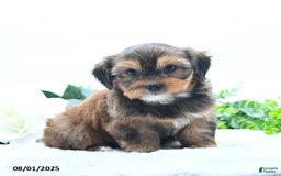 Shorkie dogs for sale: Lanae - Image 1