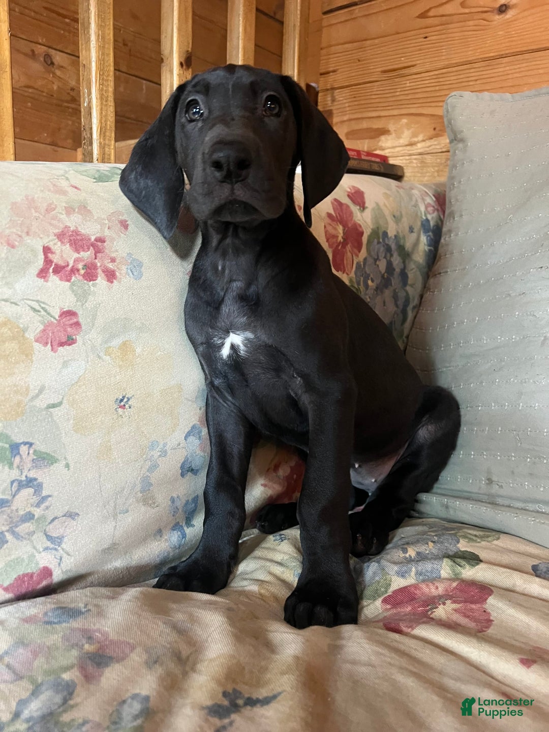 Great Dane dogs for sale: Darla - Image 3