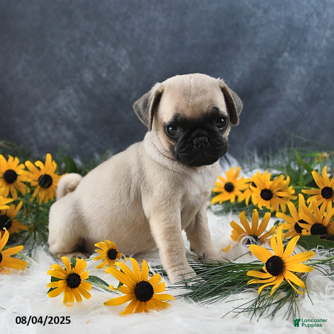 Pug dogs for sale: Tammy - Image 2