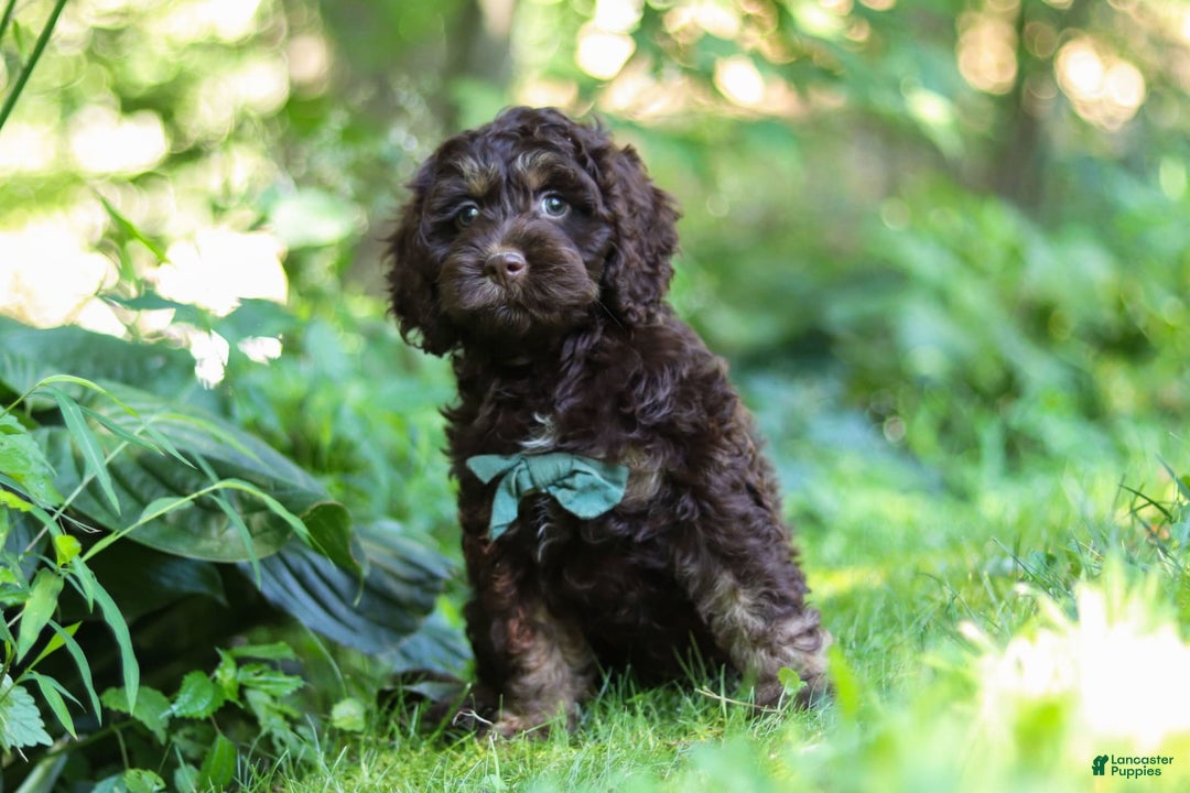 Cockapoo dogs for sale: Bruno - Image 3