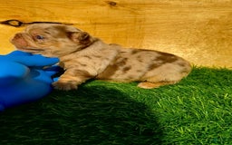 French Bulldog dogs for sale: Scarlet - Image 2
