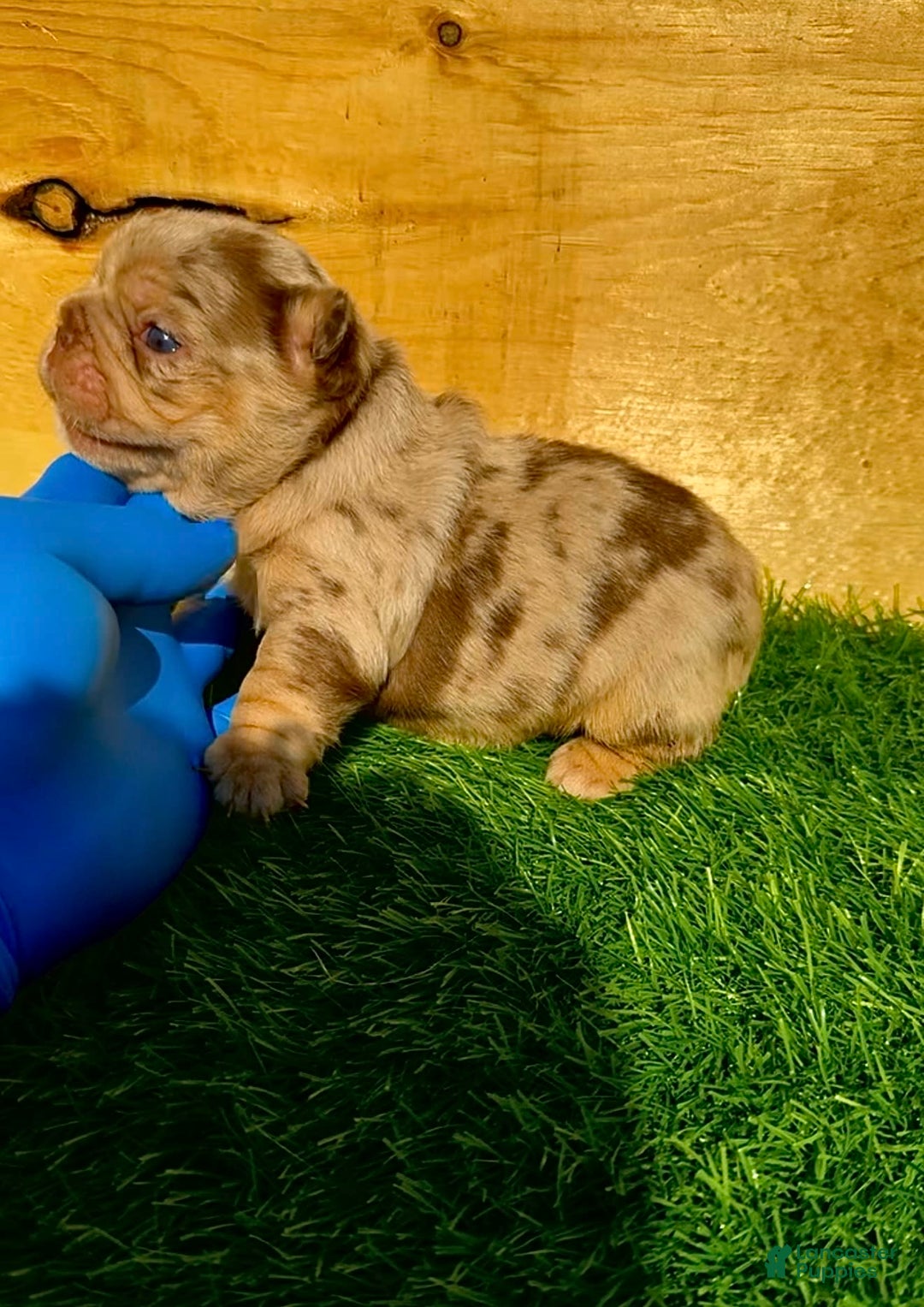 French Bulldog dogs for sale: Scarlet - Image 2