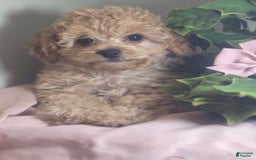 Cavapoo dogs for sale: Livy - Image 2