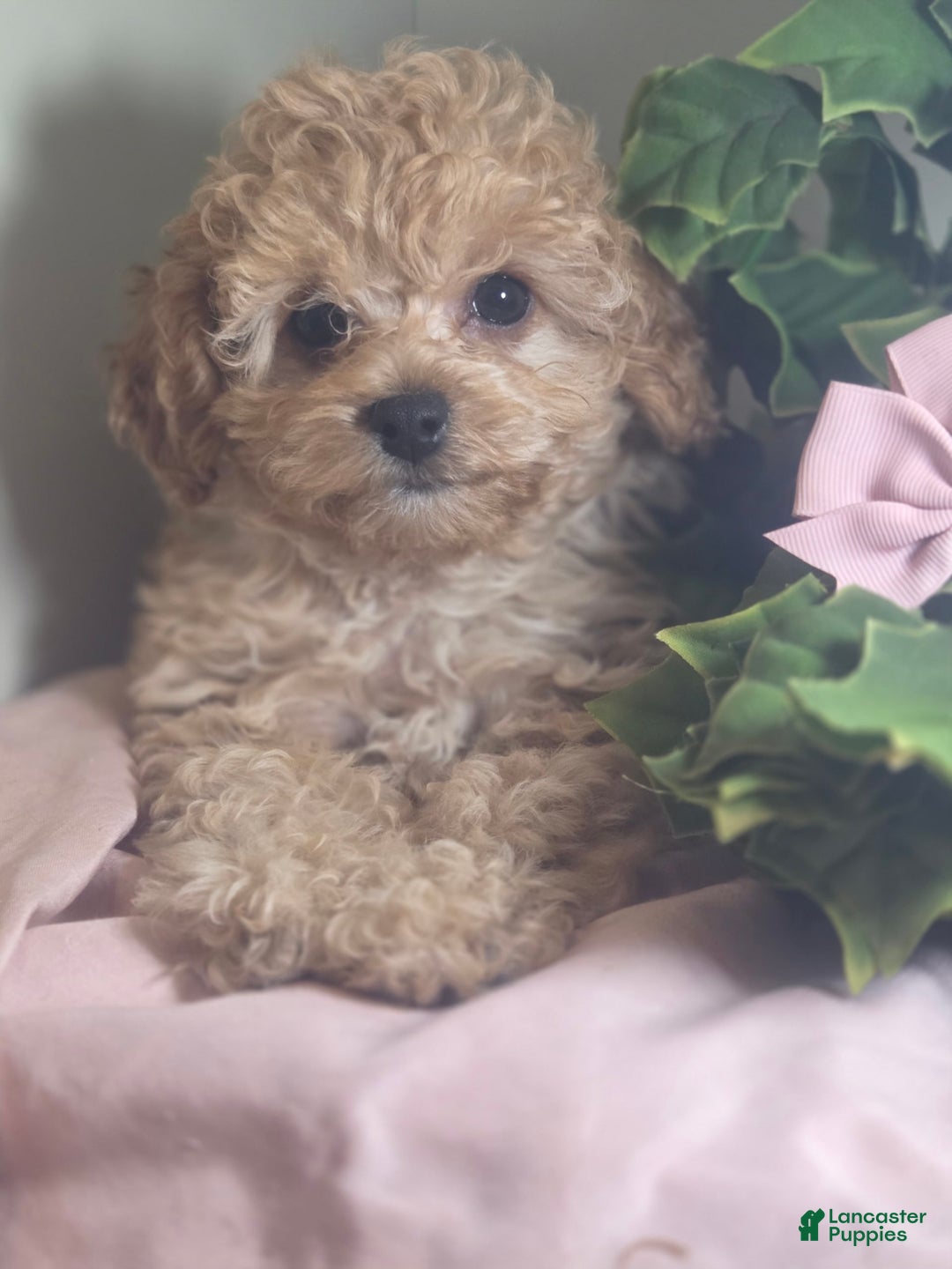 Cavapoo dogs for sale: Livy - Image 2