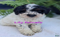 Mini Goldendoodle dogs for sale: Lily - Image 6