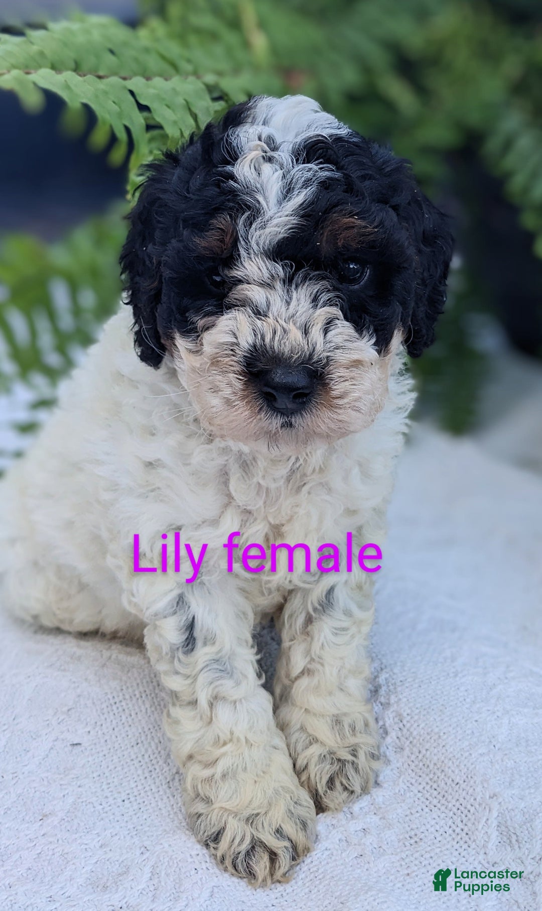 Mini Goldendoodle dogs for sale: Lily - Image 6