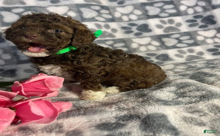 Toy Poodle dogs for sale - Ad 1