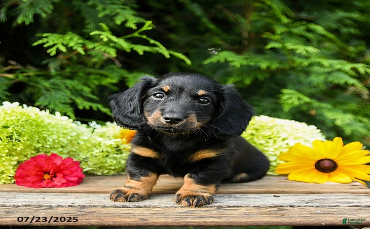 Miniature Dachshund dogs for sale - Ad 1