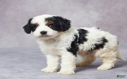 Cavapoo dogs for sale: Hugo - Image 9
