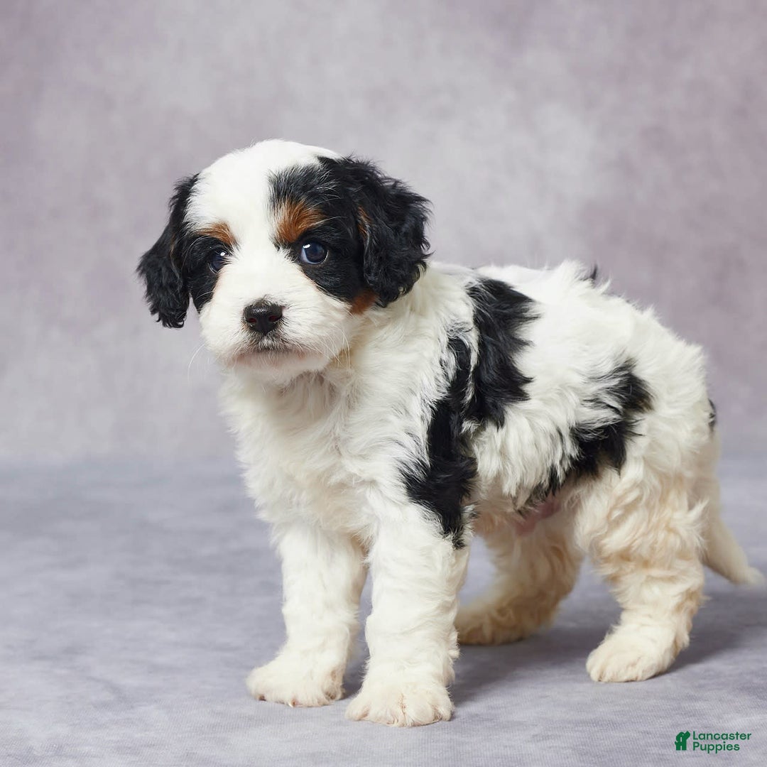 Cavapoo dogs for sale: Hugo - Image 9
