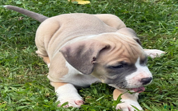 American Pit Bull Terrier dogs for sale: Peanut - Image 6