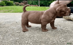American Bully dogs for sale: Havoc - Image 1