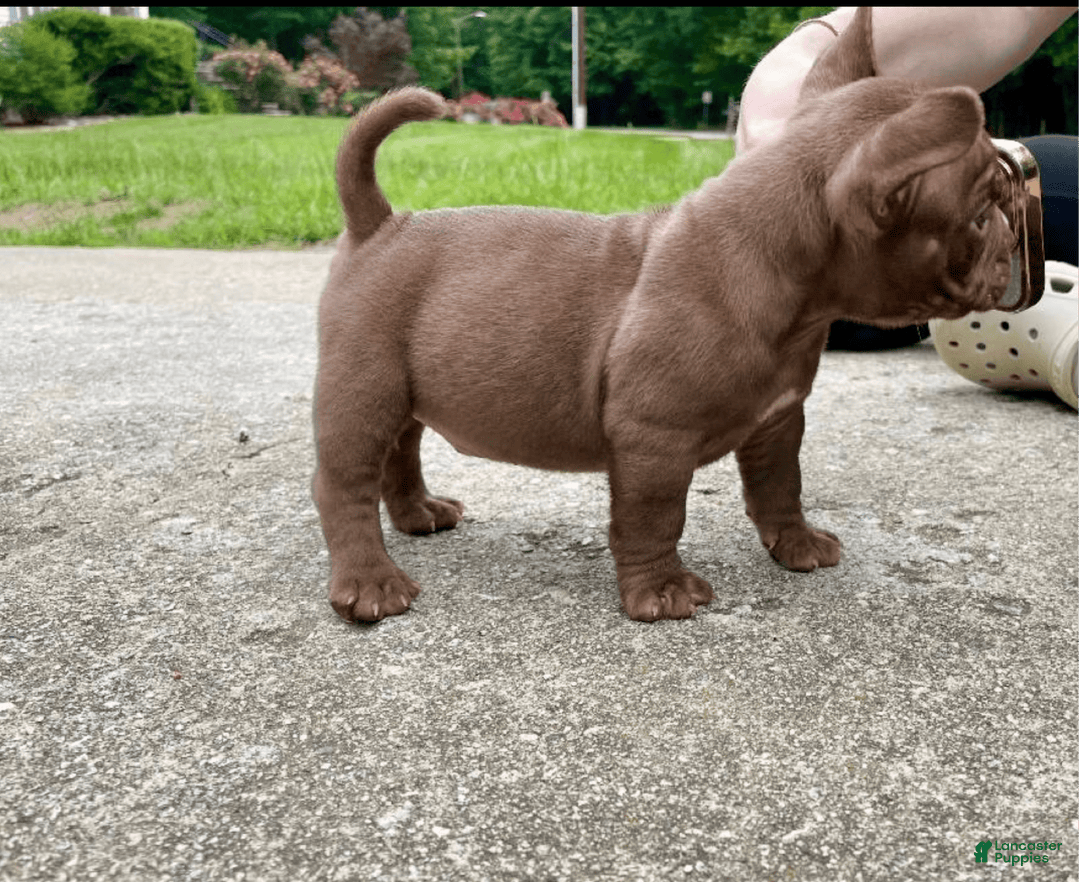 American Bully dogs for sale: Havoc - Image 1