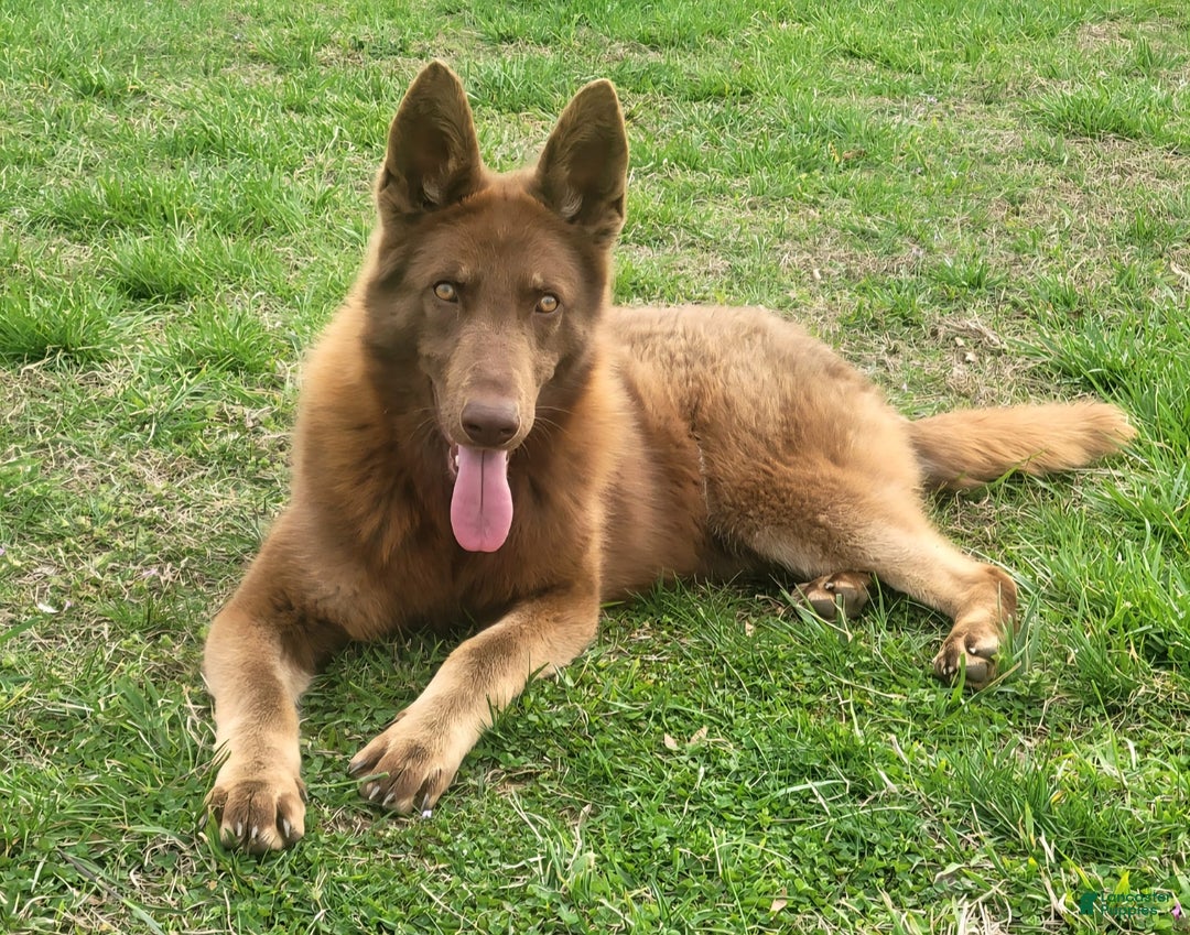 German Shepherd dogs for sale: Green Collar - Image 4