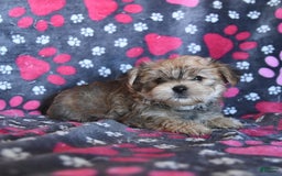 Morkie dogs for sale: Murphy - Image 4