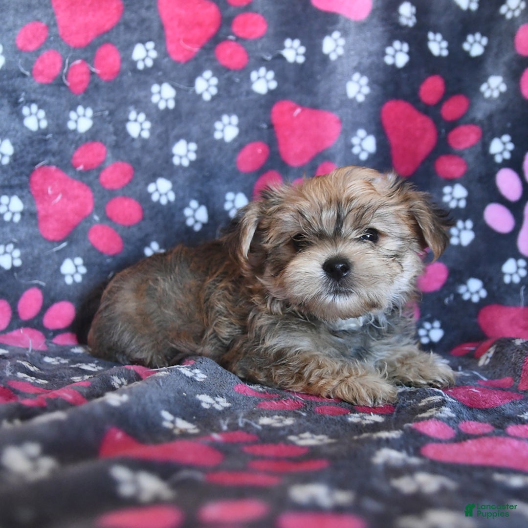 Morkie dogs for sale: Murphy - Image 4