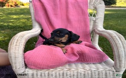 Miniature Dachshund dogs for sale: Matt - Image 2