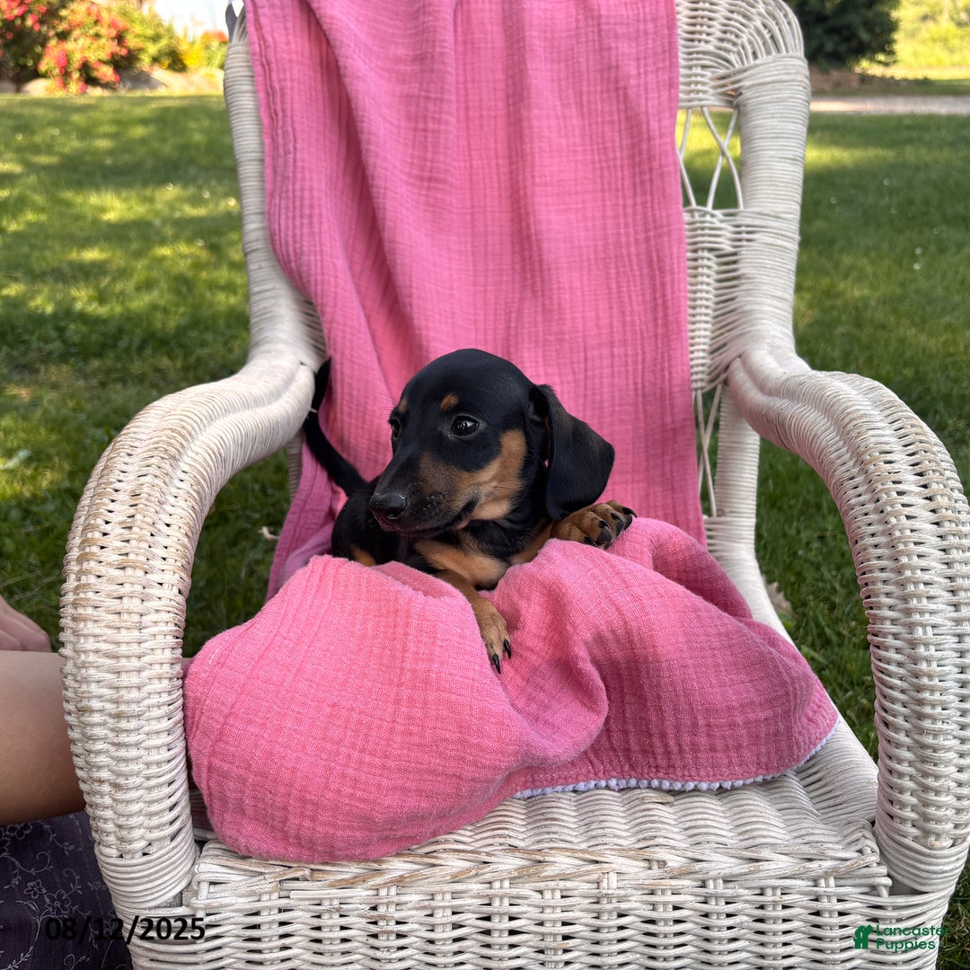 Miniature Dachshund dogs for sale: Matt - Image 2