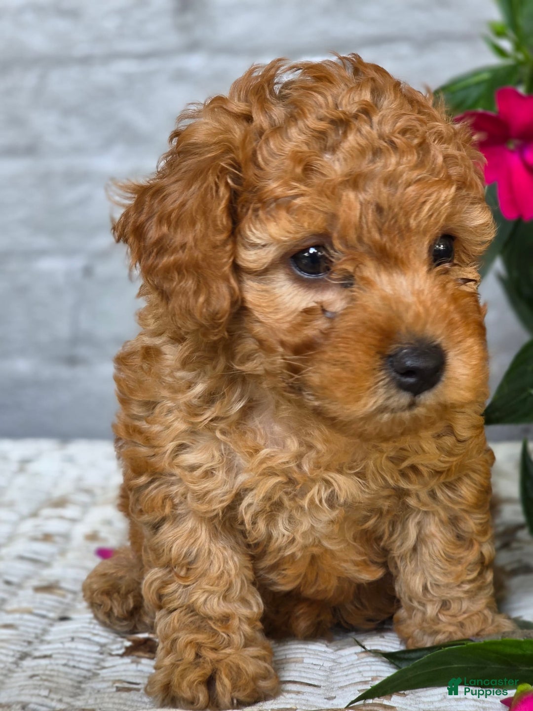 Toy Poodle dogs for sale: Rex - Image 3