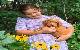Goldendoodle dogs for sale: Ranger - Image 16