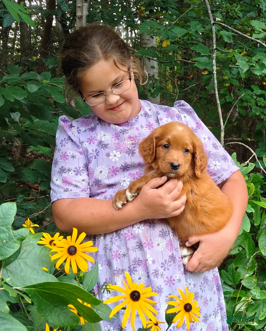 Goldendoodle dogs for sale: Ranger - Image 16