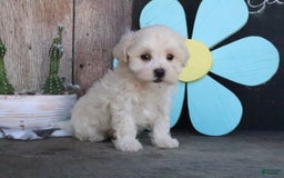 Maltipoo dogs for sale: Polly - Image 5