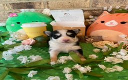 Pomsky dogs for sale: Chai - Image 7