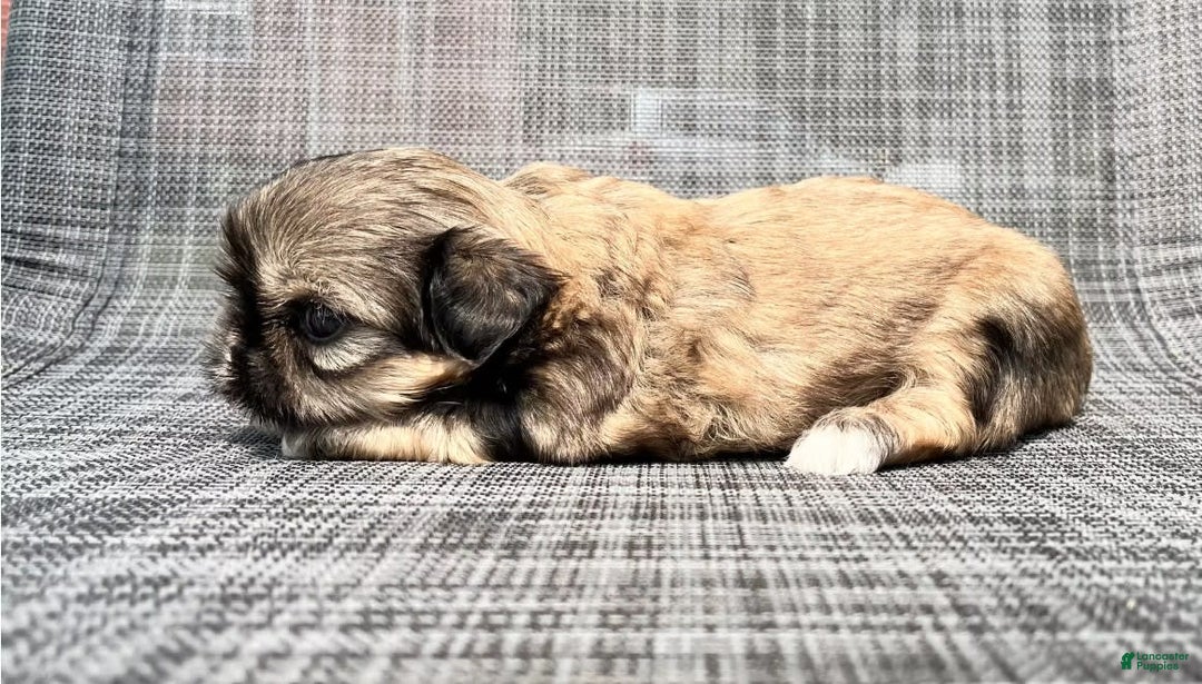 Shih Tzu dogs for sale: Minnie - Image 1
