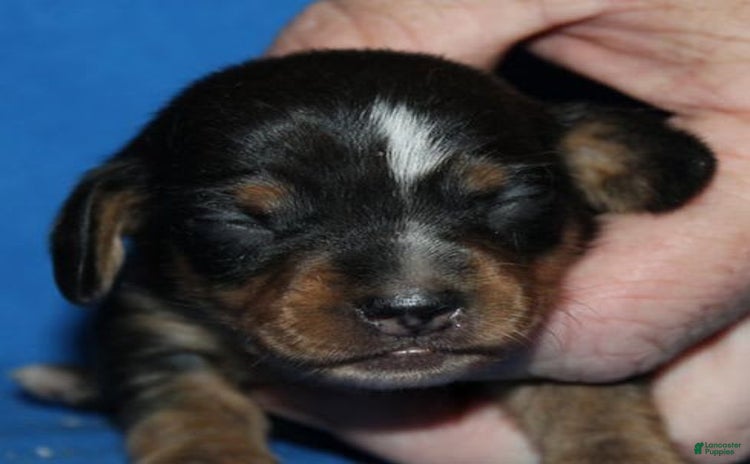 Miniature Dachshund dogs for sale - Ad 2