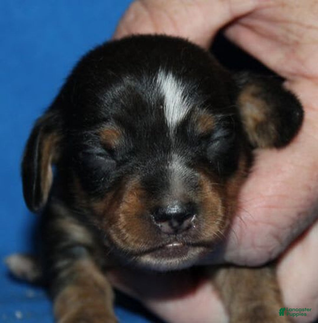 Miniature Dachshund dogs for sale: Lyla Female - Image 3