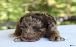 Standard Poodle dogs for sale: Denver Moyen - Image 10