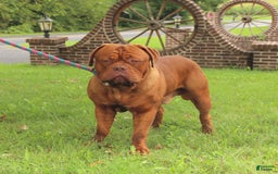 Dogue De Bordeaux dogs for sale: Bobby - Image 1