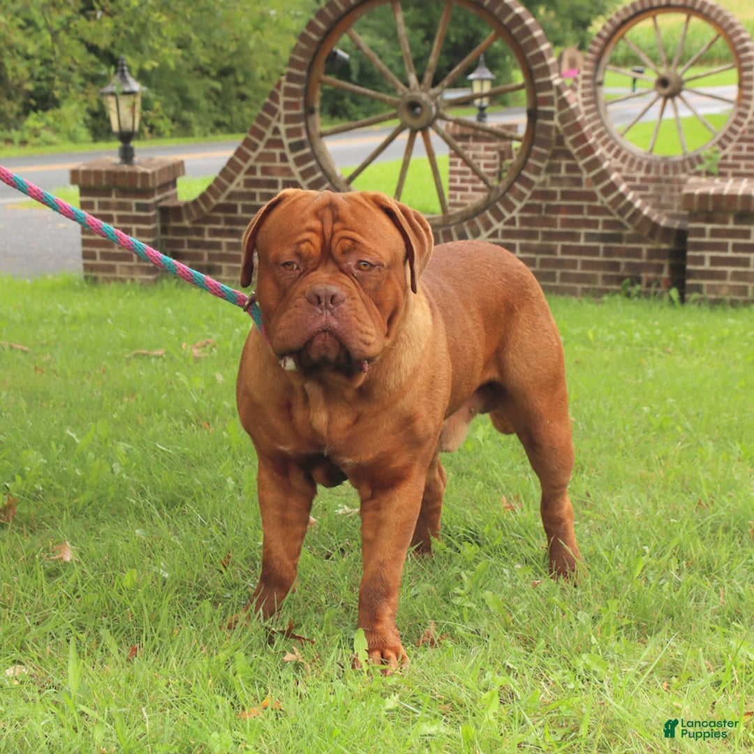 Dogue De Bordeaux dogs for sale: Bobby - Image 1