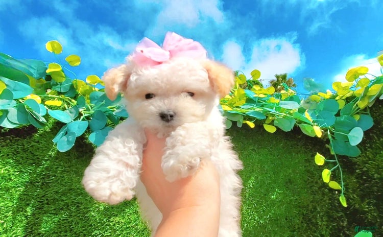 Maltipoo dogs for sale - Ad 4