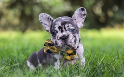 French Bulldog dogs for sale: Collin - Image 9
