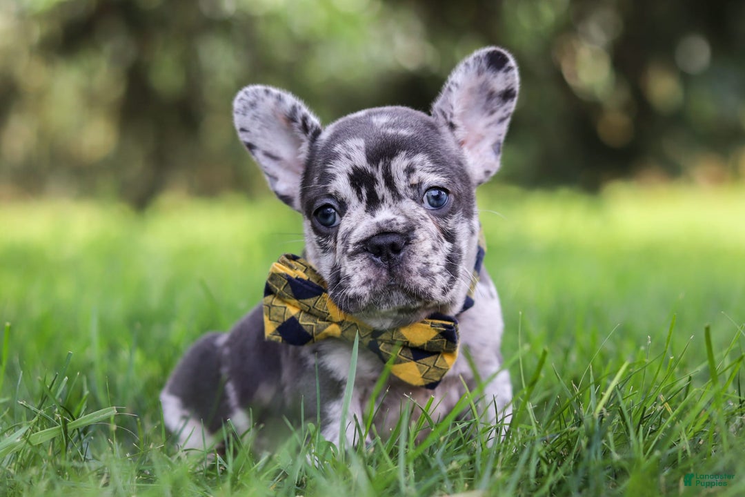 French Bulldog dogs for sale: Collin - Image 9