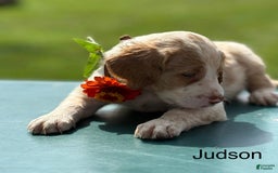 Brittany Spaniel dogs for sale: Judson - Image 3