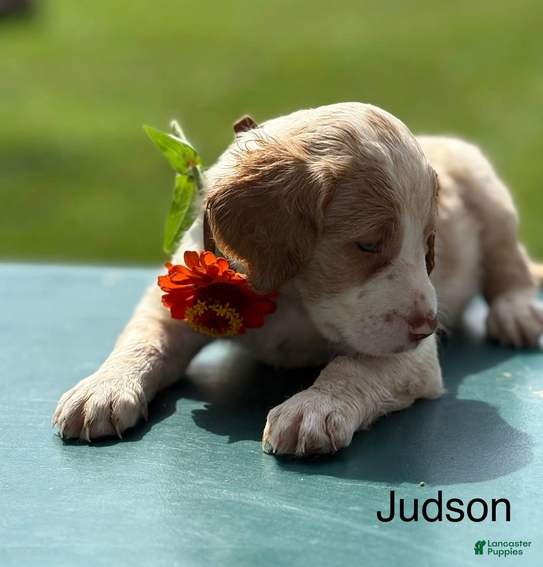 Brittany Spaniel dogs for sale: Judson - Image 3