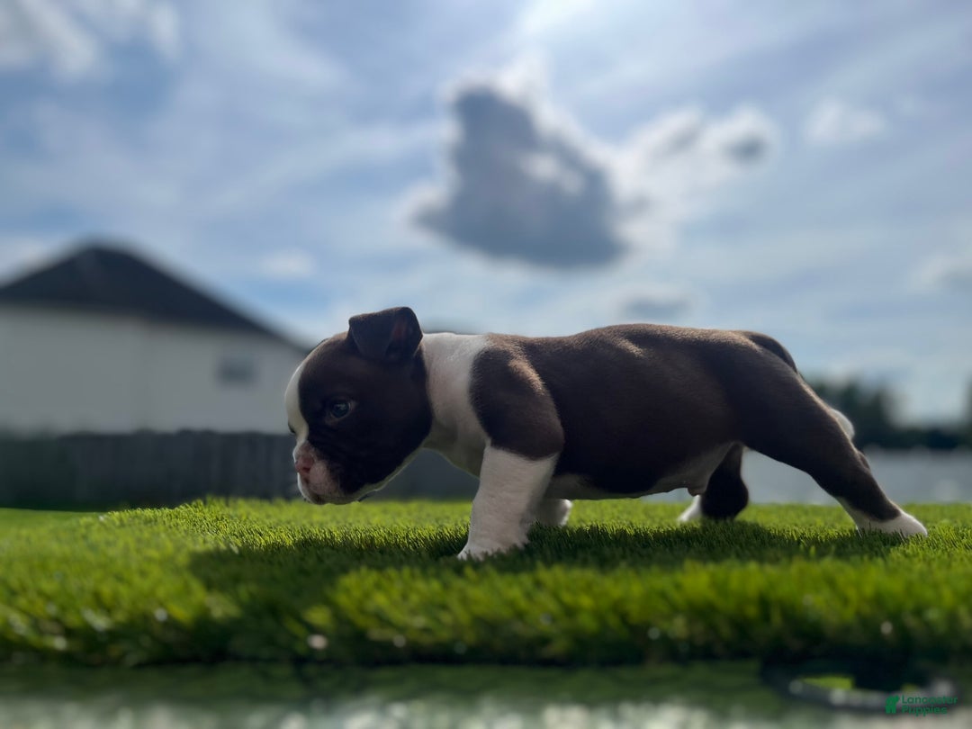 American Bully dogs for sale: Bones - Image 3