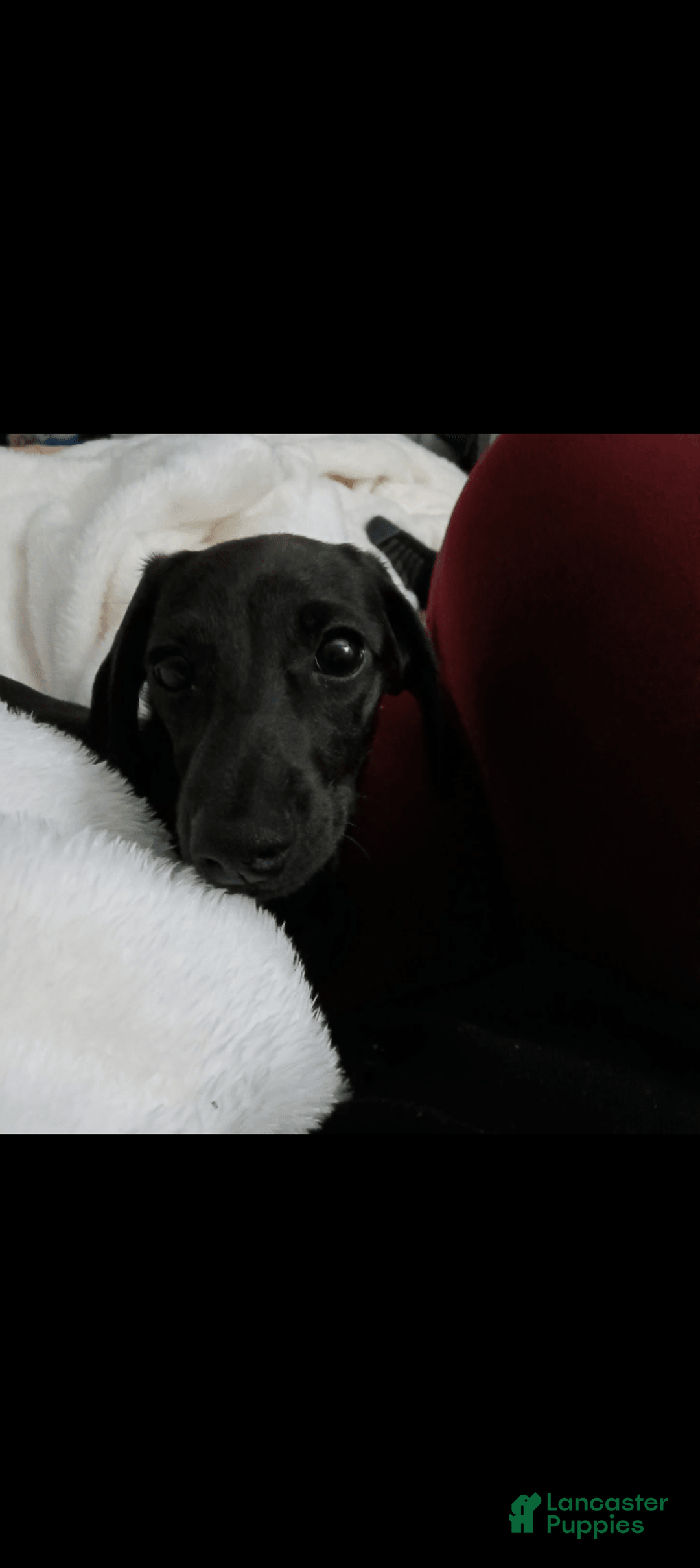 Dachshund dogs for sale: Sophie - Image 4
